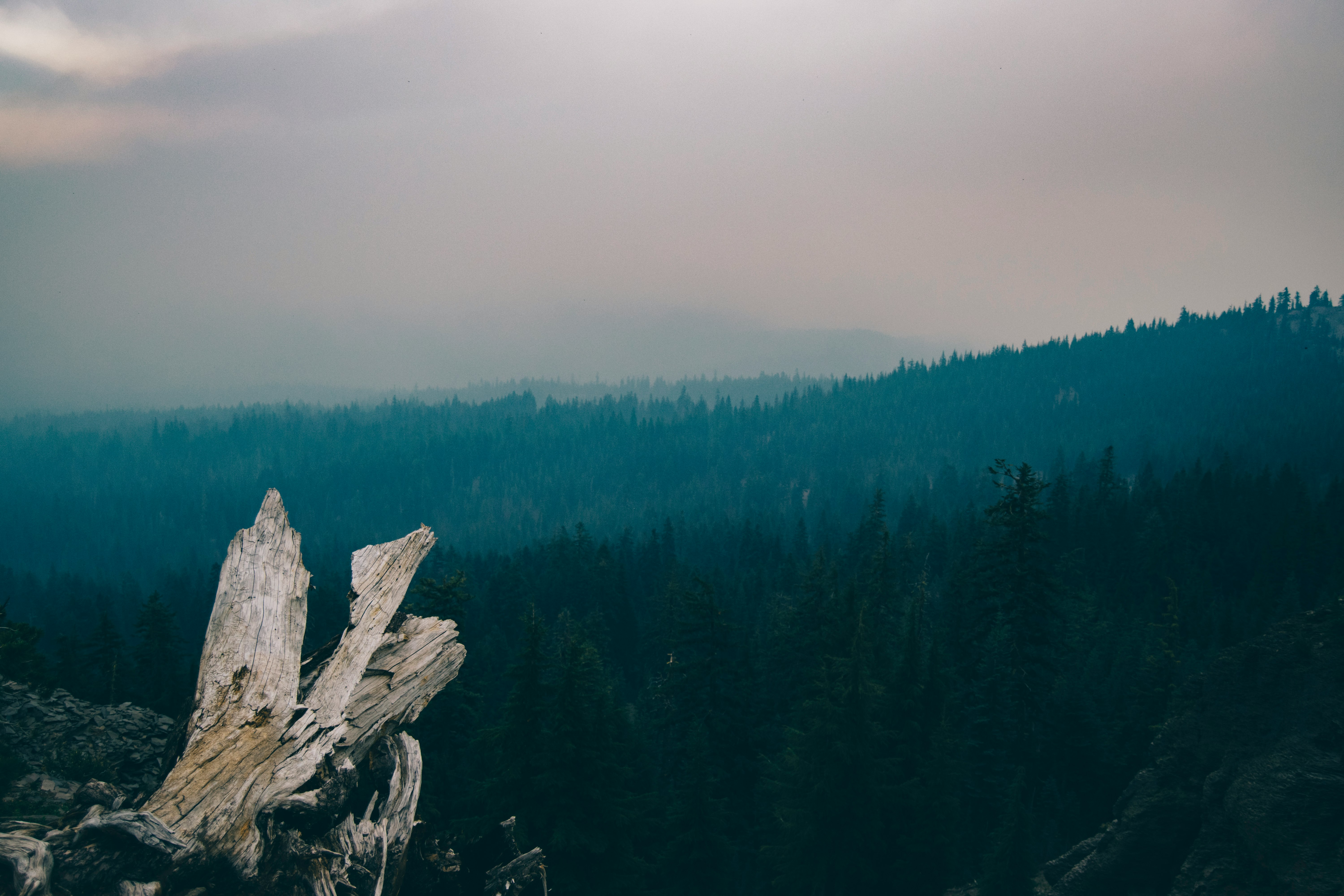 brown log overlooking trees covered mountain